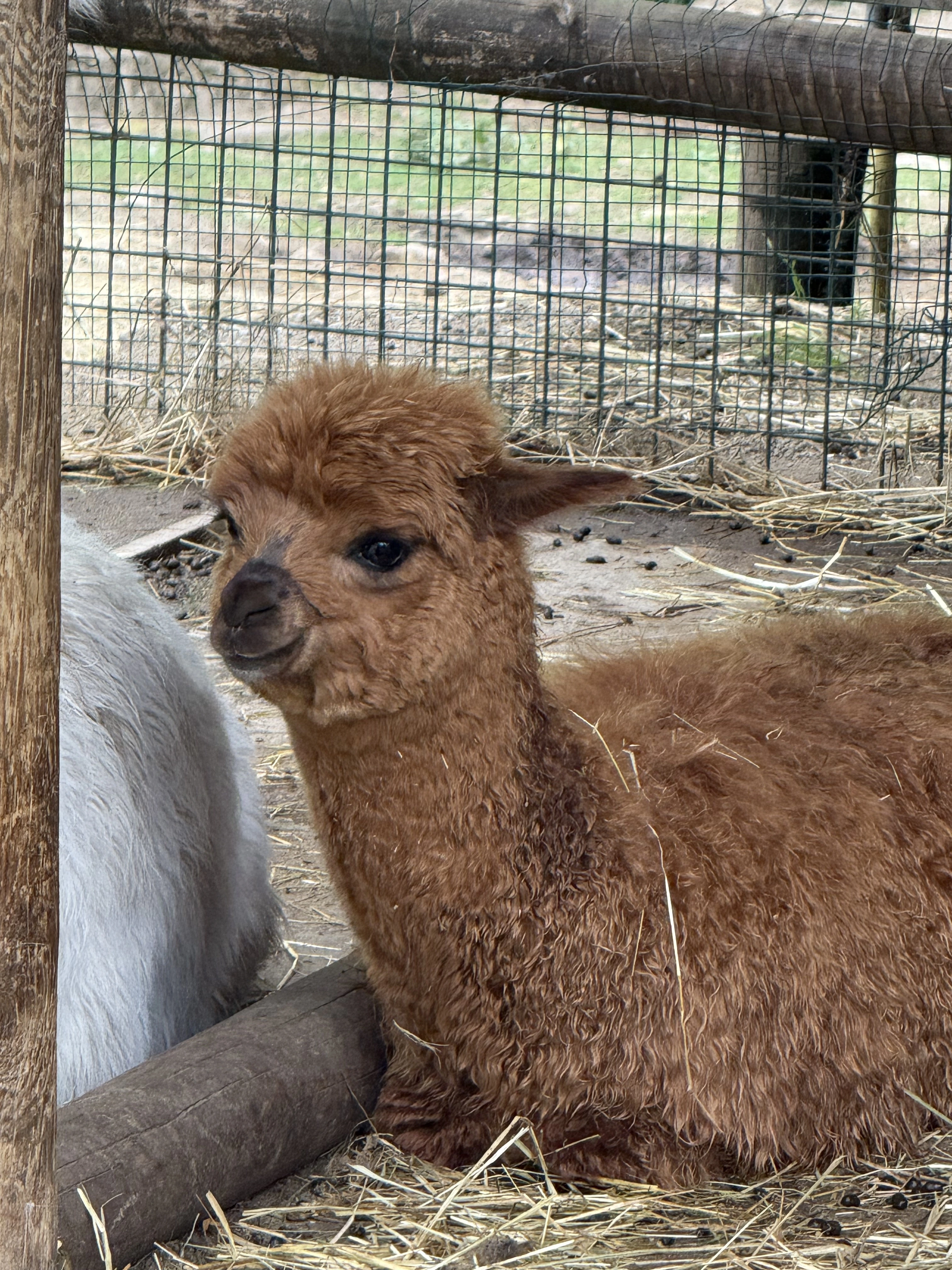 Alpaca in parcului Villa Pallavicino
