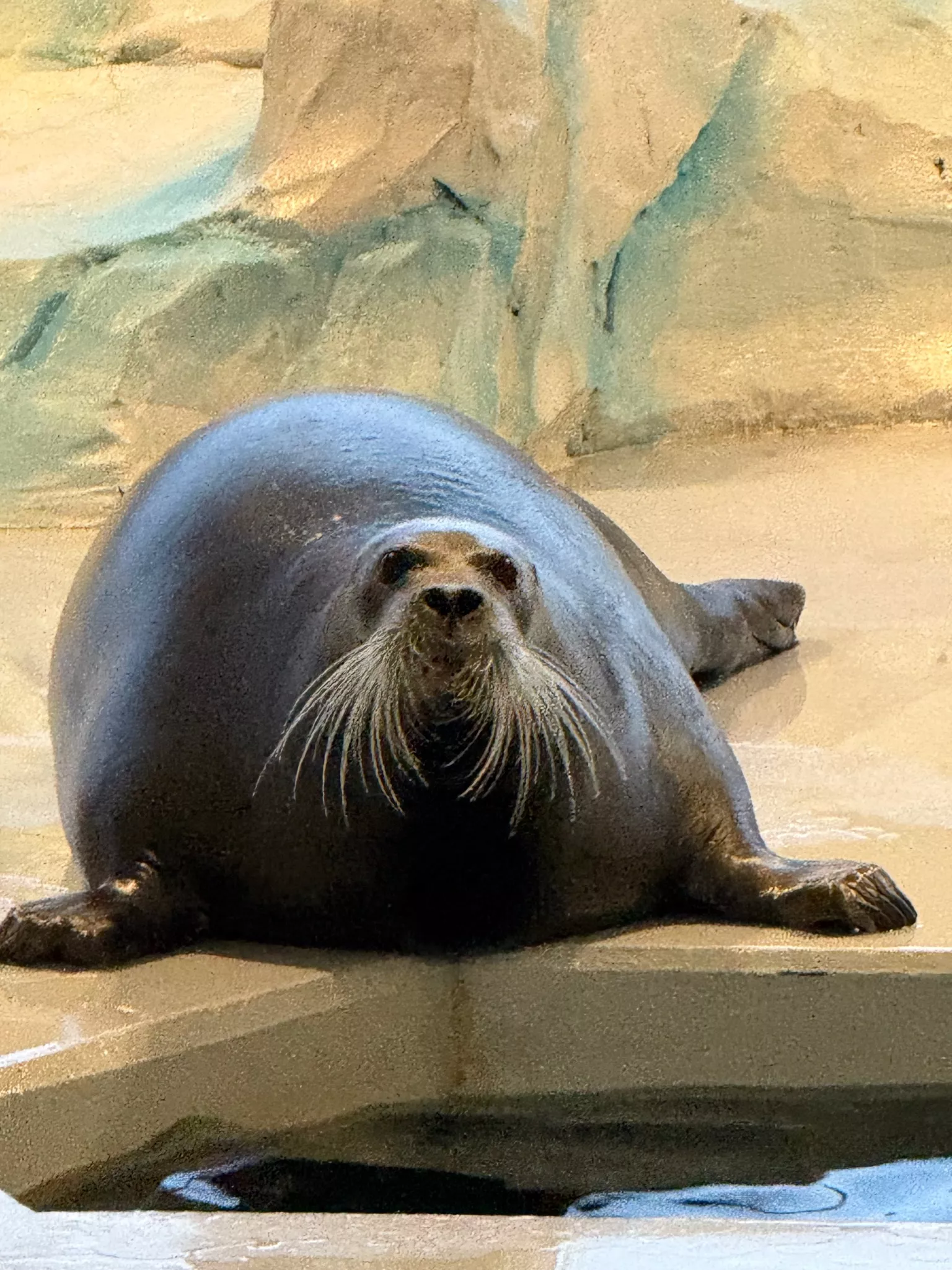 Focă la muzel Polaria