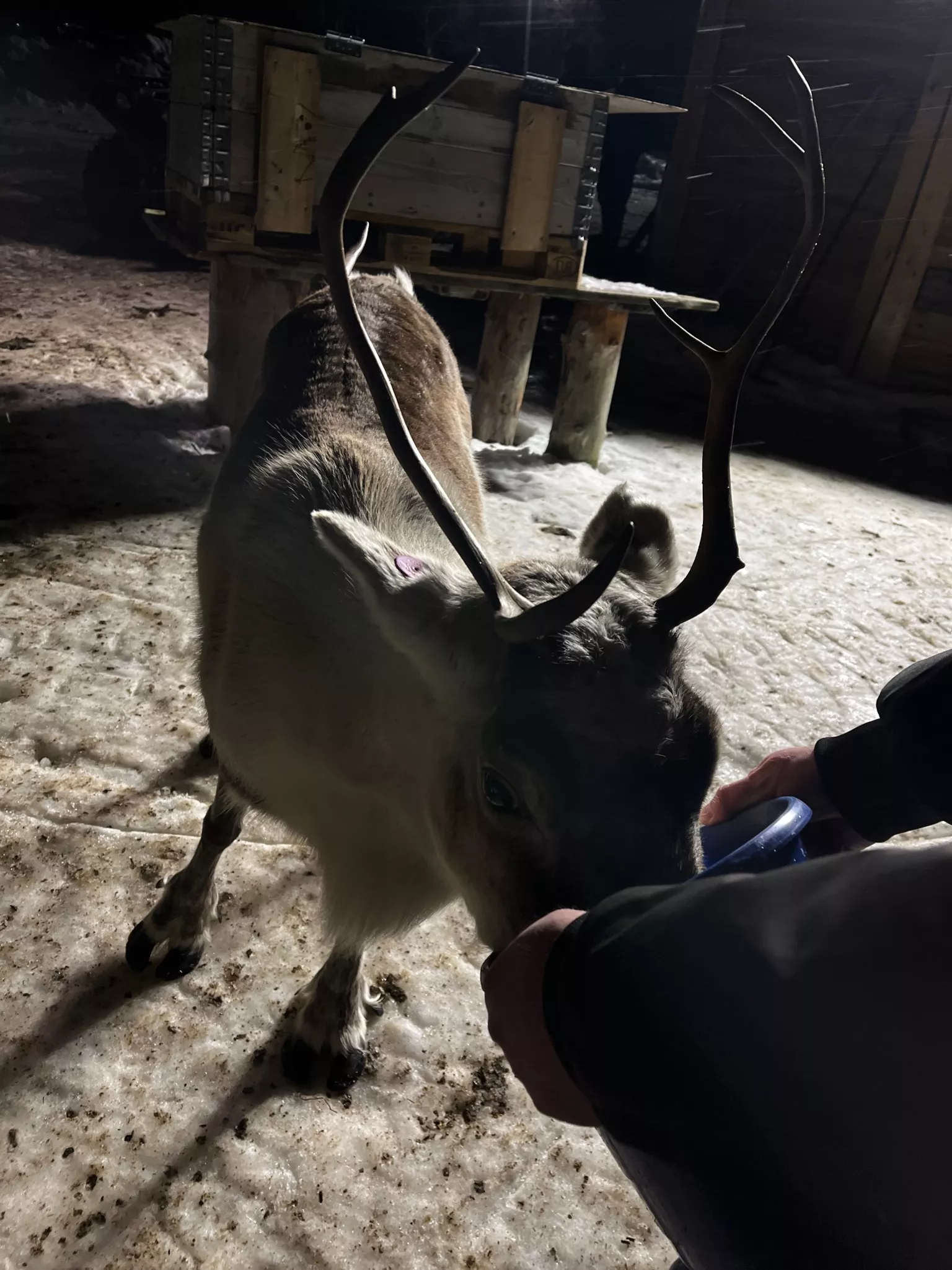 Hrănire reni în Tromsø