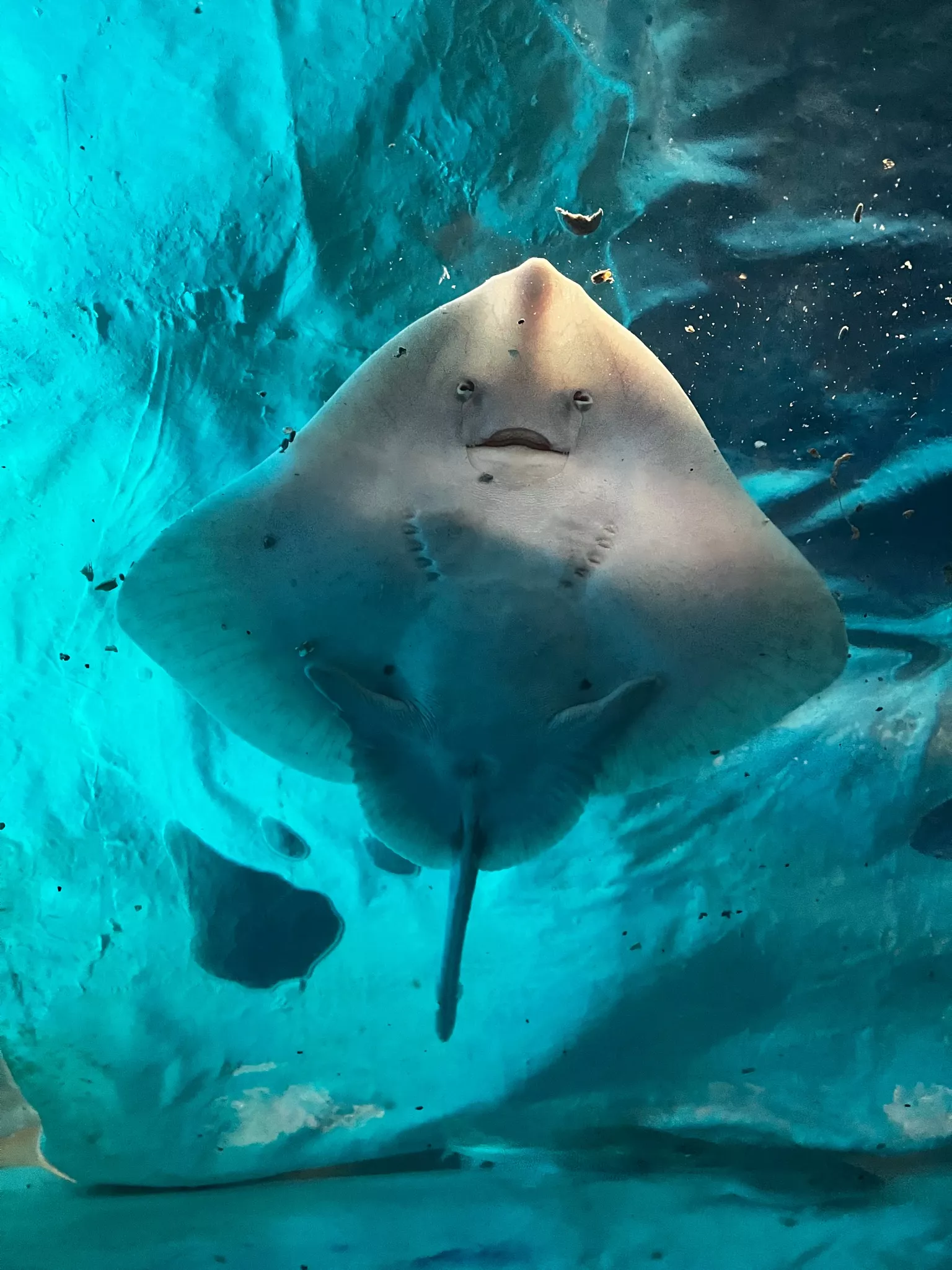 Pisică de mare la muzeul Polaria