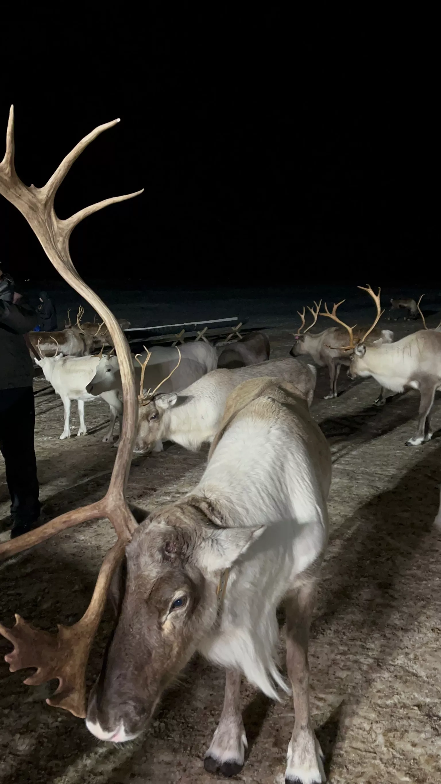 Hrănire reni în Tromsø